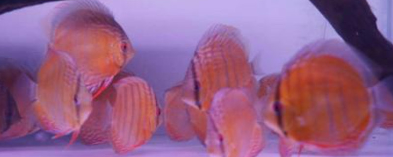 七彩神仙魚為什么變瘦就死