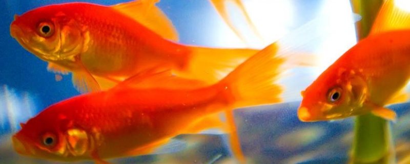 小金魚幾天換一次水