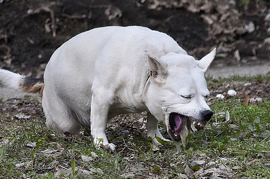 狗狗一天拉5到6次便便正常嗎