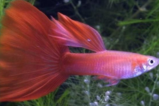 孔雀魚繁殖注意事項(xiàng)