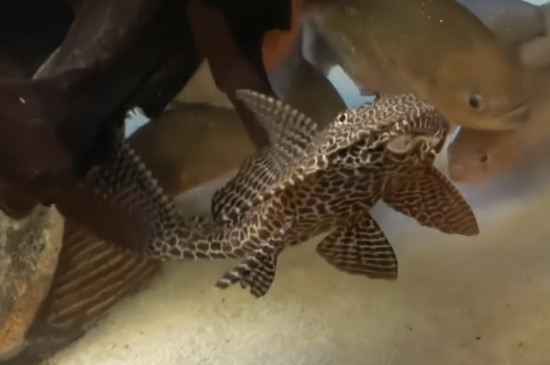 清道夫是什么魚(yú)