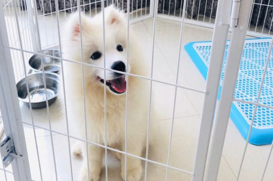 薩摩耶價格多少錢一只，幼犬價格一般在1200-8800元