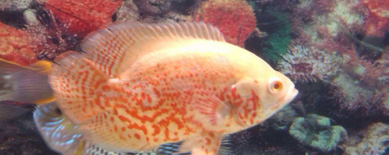 地圖魚吃冰凍紅蟲嗎