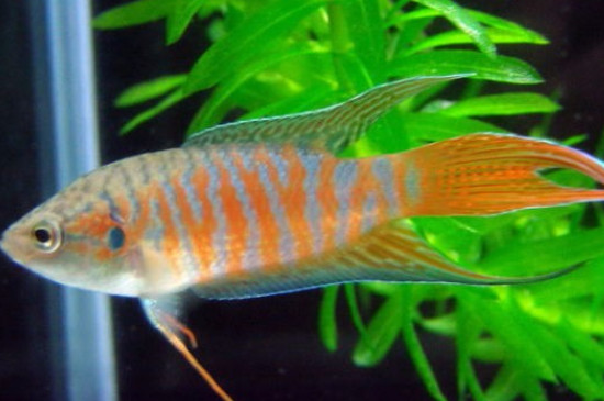 斗魚水質(zhì)要求