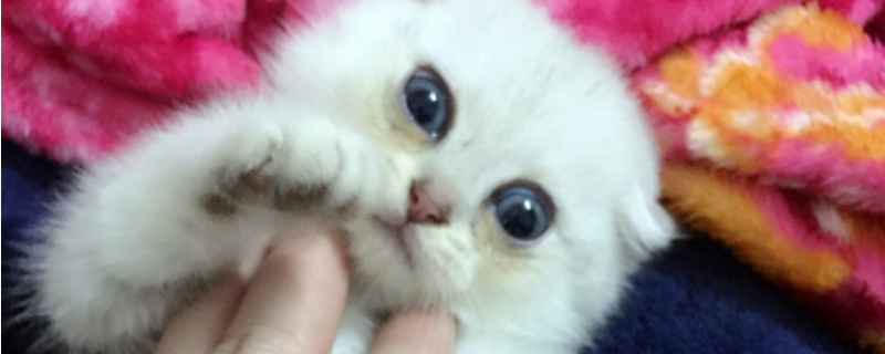 晚晚是什么品種的貓