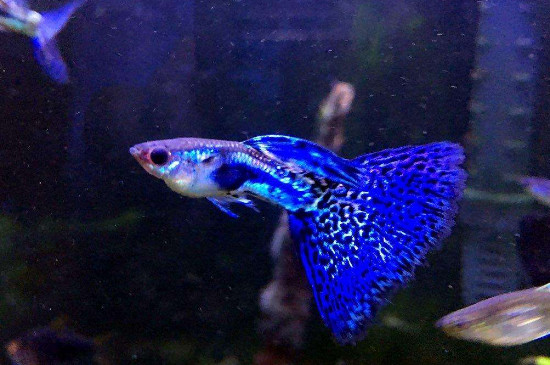 怎樣繁殖雙分水孔雀魚