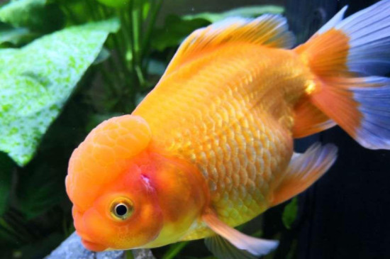 治療金魚炸鱗最有效的辦法