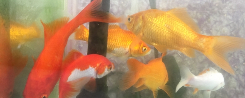 金魚(yú)趴在缸底不動(dòng)咋回事