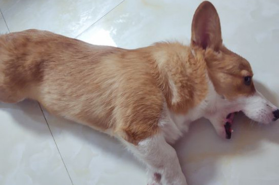狗怕什么氣味