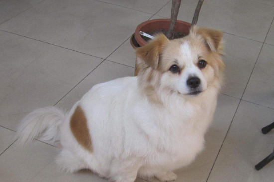 蝴蝶犬優(yōu)缺點分析