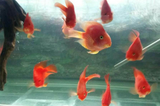 血鸚鵡長(zhǎng)白點(diǎn)怎么治