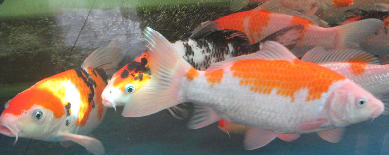 養(yǎng)觀賞魚的過濾方法