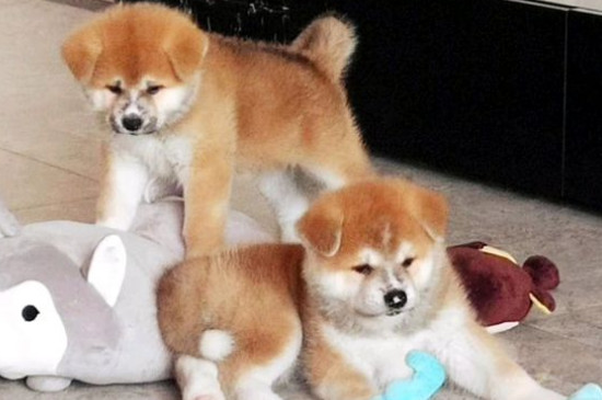 秋田犬為什么禁養(yǎng)