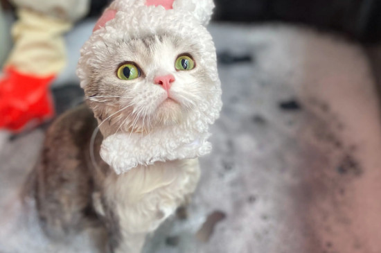 貓生完孩子多久可以洗澡