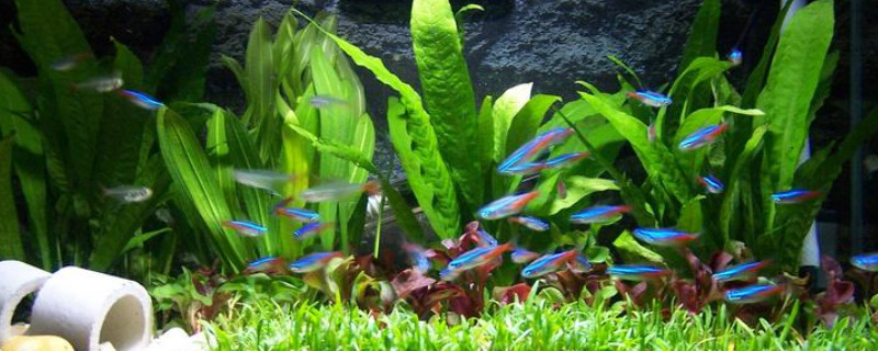 魚(yú)缸里的魚(yú)為什么老在底部扎堆