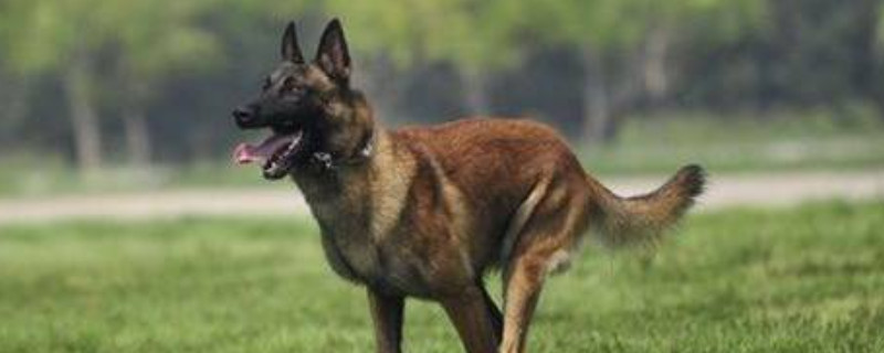 馬犬會(huì)隨便攻擊人嗎