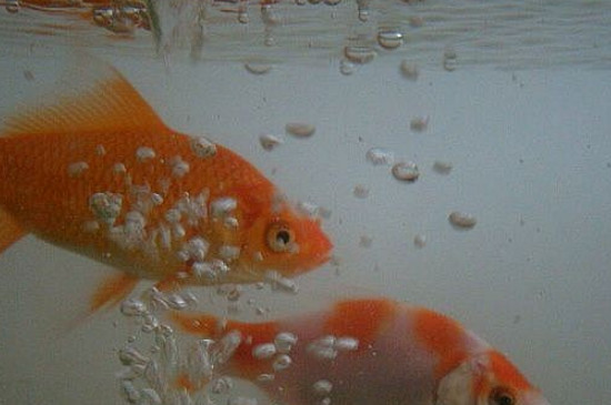 金魚尾巴有白點(diǎn)怎么辦