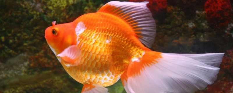 為什么金魚(yú)養(yǎng)不活