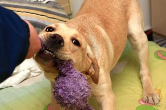 拉布拉多犬怎樣訓練