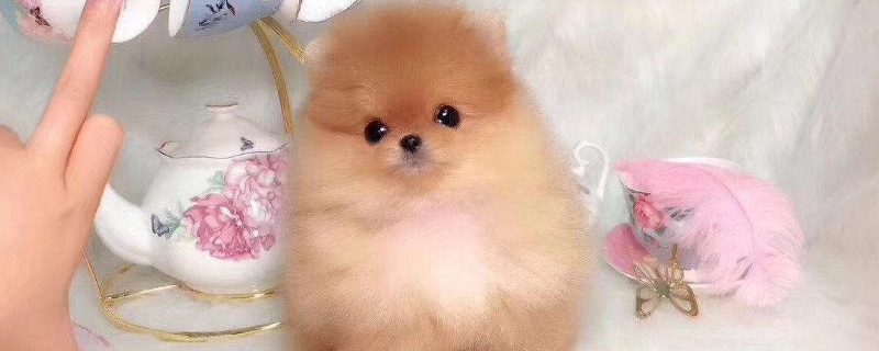 茶杯犬怎么養(yǎng)才不會(huì)死