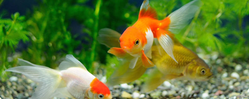 金魚炸鱗會互相傳染嗎