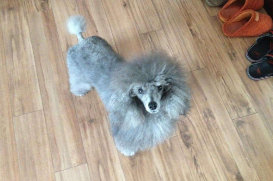 灰泰迪吃什么狗糧
