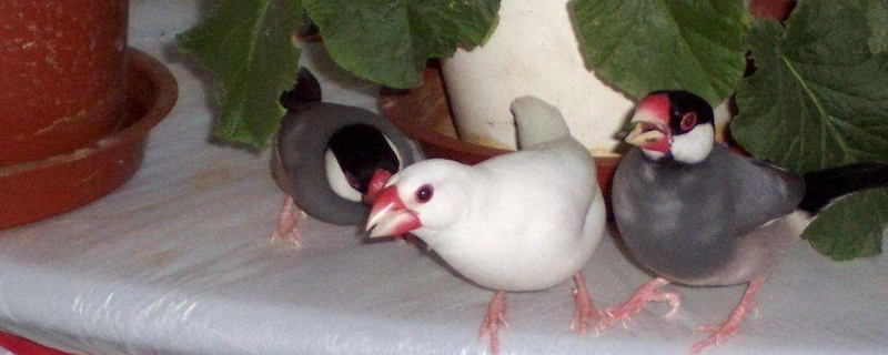 文鳥怎么養(yǎng)才不怕人