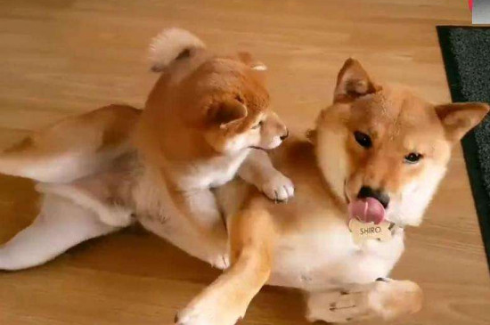 柴犬淘氣嗎