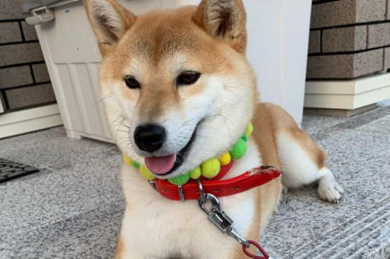 養(yǎng)柴犬的禁忌