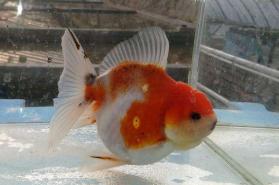 蘭壽金魚魚苗飼養(yǎng)技巧