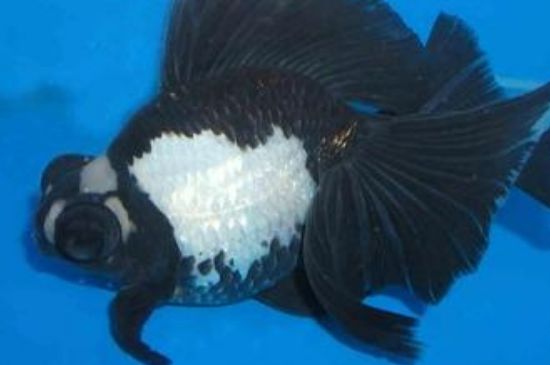 熊貓金魚怎么養(yǎng)