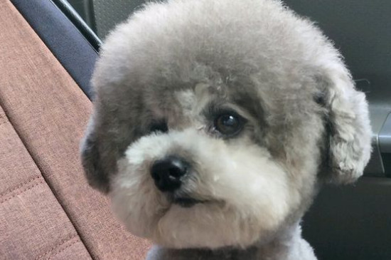 為什么泰迪那么污