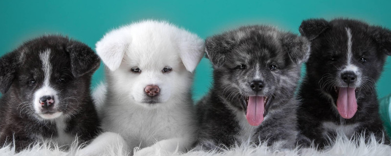 秋田犬怎么訓(xùn)練它聽話