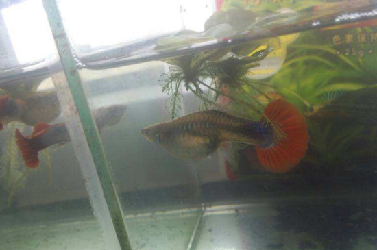 孔雀魚肛門突出多久生