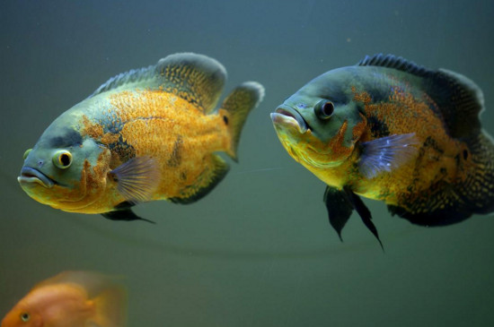 養(yǎng)地圖魚需要加鹽嗎