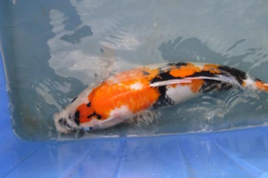 錦鯉被同缸魚咬怎么處理