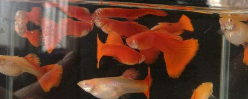 孔雀魚繁殖注意事項(xiàng)