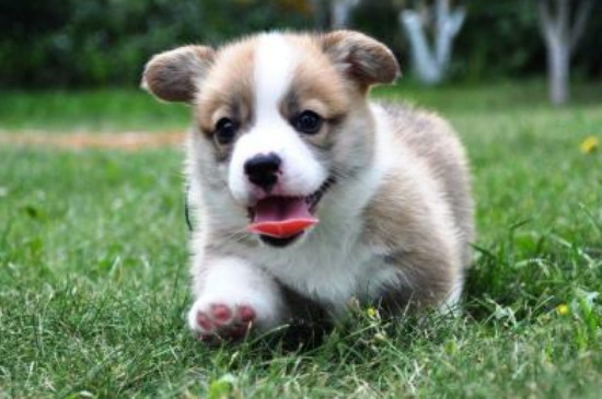 柯基犬怎么看純不純