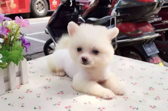 俊介犬掉毛嚴(yán)重怎么辦