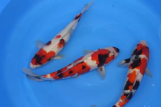 冬天錦鯉喂食的正確方法