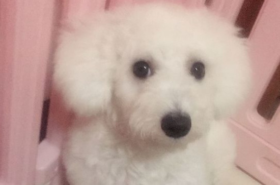 比熊犬吃多了癥狀