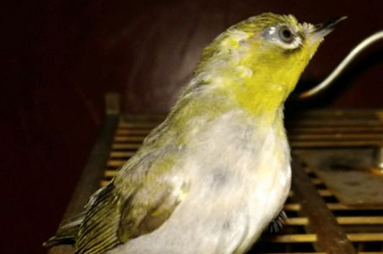 繡眼鳥怎么挑選，如何挑選品相好的繡眼鳥