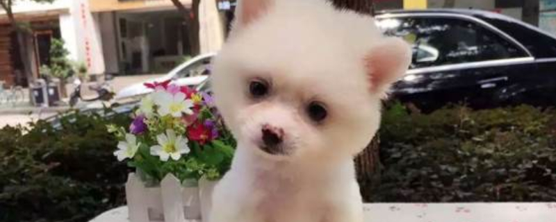 俊介犬聰明嗎