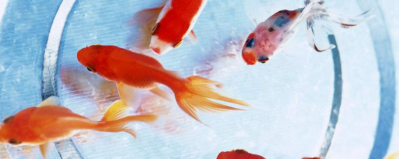 新買的小金魚吃什么