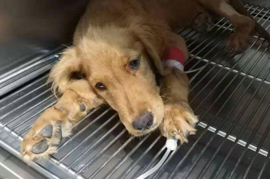 犬細小病毒的治療方法