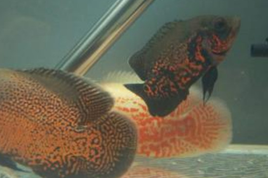 地圖魚吃什么增色