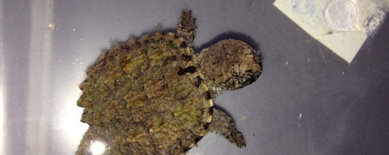 怎么養(yǎng)鱷龜才長出綠毛