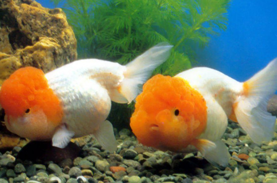 金魚為什么總拱別的魚