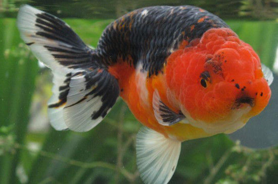 蘭壽金魚冬天室外可以養(yǎng)不
