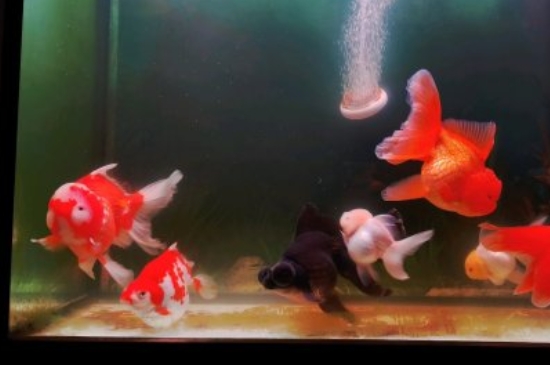 金魚怎么分雌雄